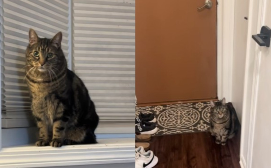 Zvijezda TikToka: Mačak ne da vlasnici da ide na posao, pogledajte šta je uradio