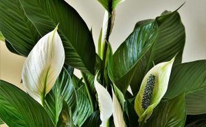 Kako poboljšati cvjetanje ljiljana mira: Savjeti stručnjaka