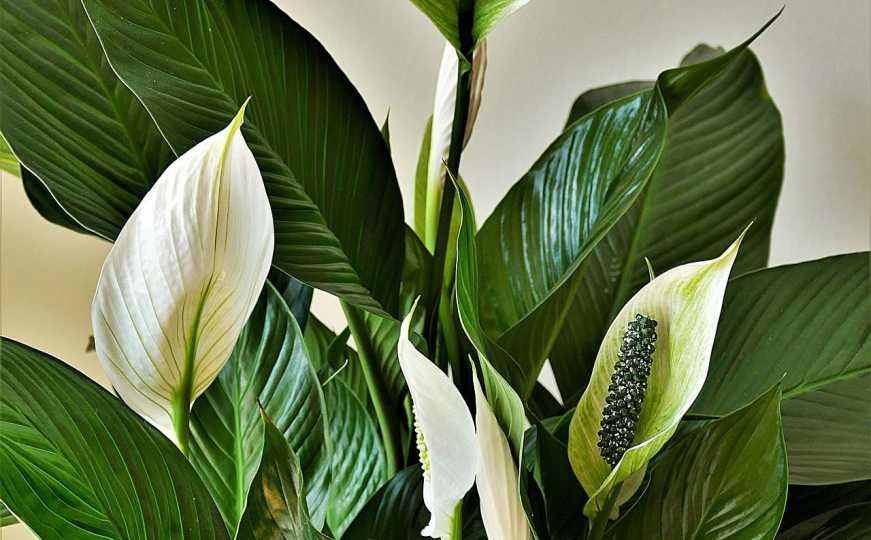 Kako poboljšati cvjetanje ljiljana mira: Savjeti stručnjaka