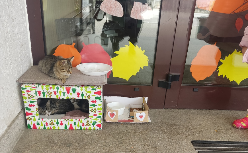 Bravo, dobri ljudi: Škola u Sarajevu udomila mačiće, a sada im je potrebna kućica