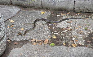 Neobičan prizor u Sarajevu: Zmija 'prošetala' centrom grada