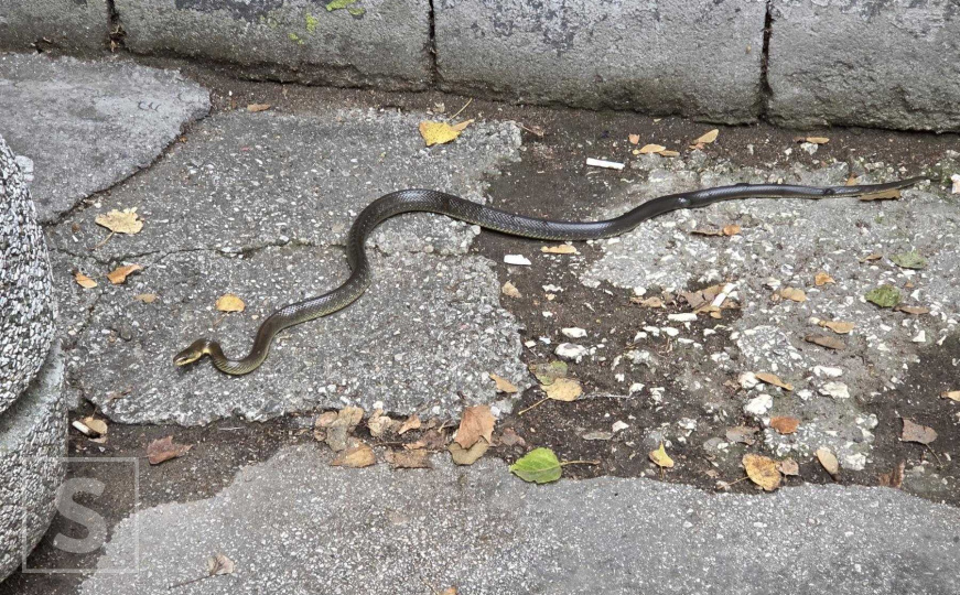 Neobičan prizor u Sarajevu: Zmija 'prošetala' centrom grada