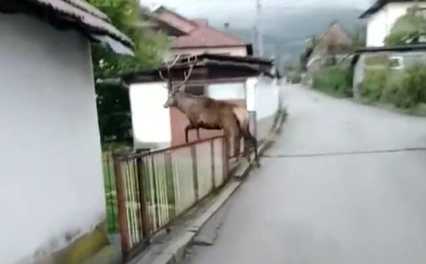 Nesvakidašnja situacija u bh. gradu: Jelen šeta ulicom i preskače ograde