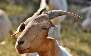 Koza ogrebala dijete u zoološkom vrtu, roditelji zvali hitnu i policiju: 'Došli su uhapsiti kozu'