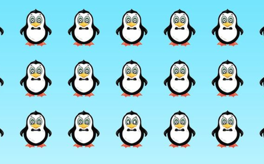 Mozgalica: Koji se pingvin razlikuje od ostalih?