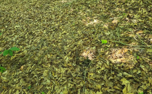 Odličan trening za boravak u prirodi: Da li možete pronaći 3 zmije za 40 sekundi?