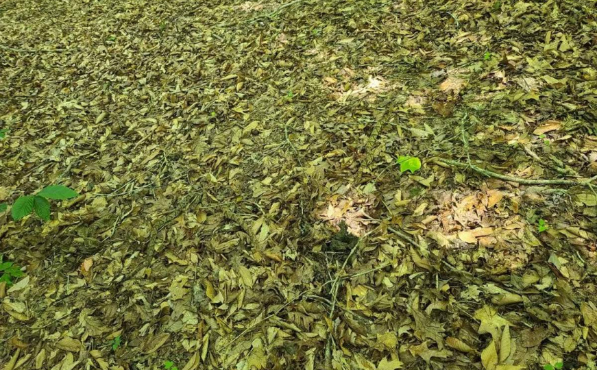 Odličan trening za boravak u prirodi: Da li možete pronaći 3 zmije za 40 sekundi?