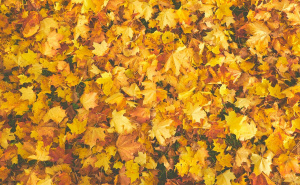 Nemojte bacati mokro lišće: Mogu odlično doprinijeti razvoju biljaka na proljeće