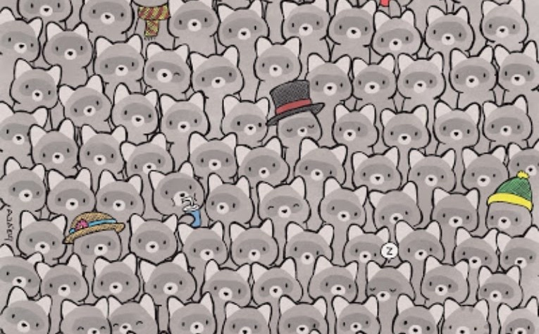 Skoro pa nemoguća mozgalica: Siva mačka se sakrila među rakune, pronađite je za 10 sekundi