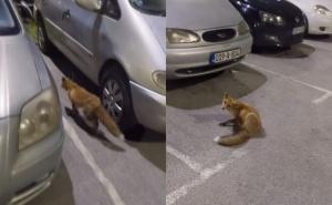 Sarajevo: Lisica prošetala naseljem Alipašino Polje, pogledajte snimak