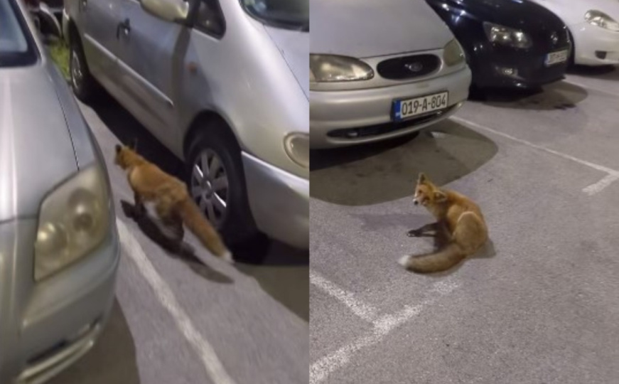 Sarajevo: Lisica prošetala naseljem Alipašino Polje, pogledajte snimak