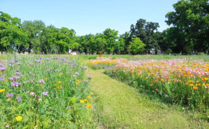 Grad u Europi uvodi "ekološke sahrane": Urne će se sahranjivati u cvjetnim livadama