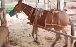 Hit video: Pogledajte kako magarac "parkira u rikverc" bolje od većine vozača