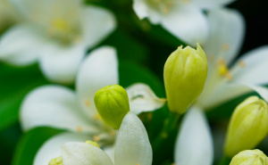 Istraživanje pokazalo: Miris ove biljke djeluje kao sredstvo za umirenje