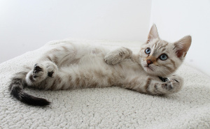 Ne dajte mački bilo šta: Evo koje voće smije jesti, a koje nikako ne