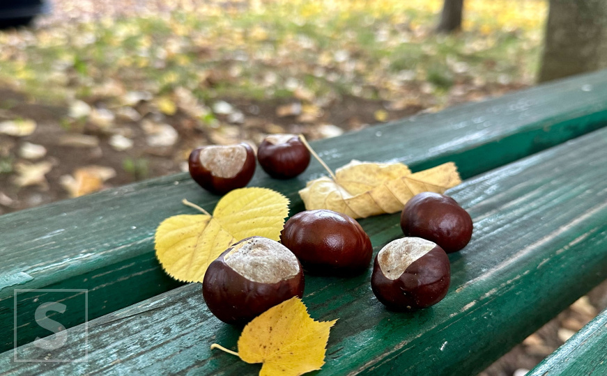Jesen u Sarajevu: Kestenje tiho leži pod opalim lišćem ispod starih krošnji
