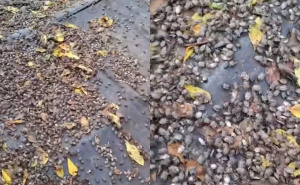 Uznemirujući snimak iz BiH: Pogledajte najezdu smrdibuba u Rasavcima