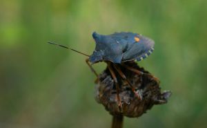 Efikasni savjeti za borbu protiv smrdibuba: Načini za zaštitu doma i vrta od ovih štetočina