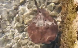 U plićaku u Jadranu slučajno nagazio na drhtulju koja izaziva električni udar: Ovo je rezultat