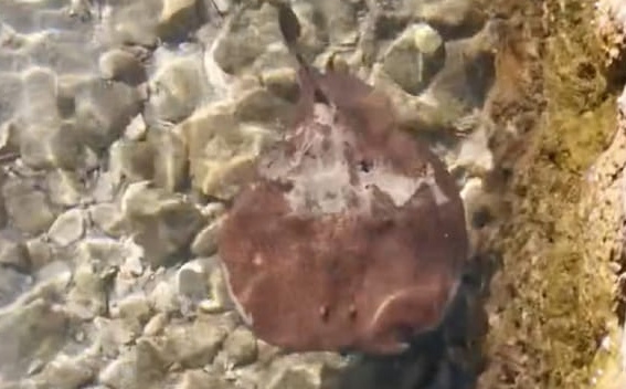 U plićaku u Jadranu slučajno nagazio na drhtulju koja izaziva električni udar: Ovo je rezultat