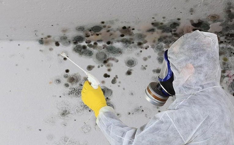 Jednostavan način da se riješite plijesni u domu: Sve što trebate je ova prirodna smjesa