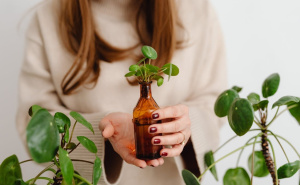 Biljka koja pročišćava zrak: Kažu da ju je dobro staviti u prostorije gdje su pušači