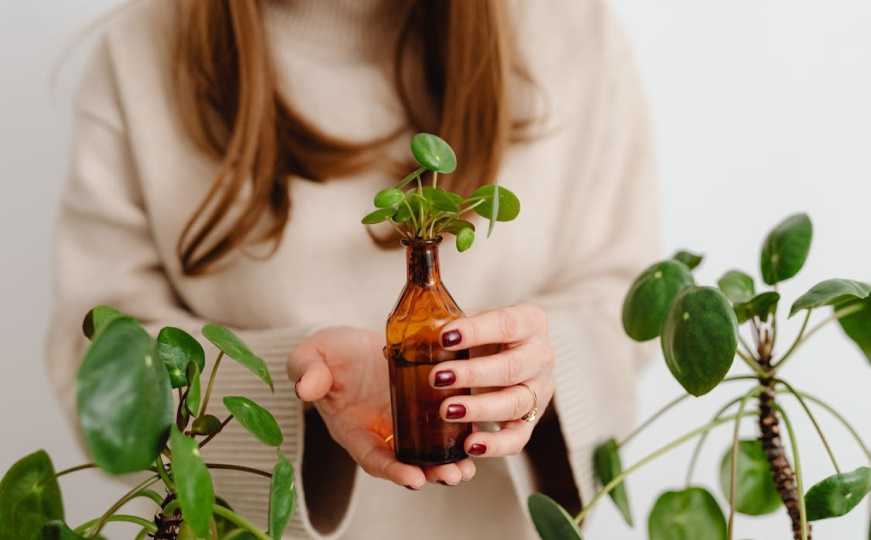 Biljka koja pročišćava zrak: Kažu da ju je dobro staviti u prostorije gdje su pušači