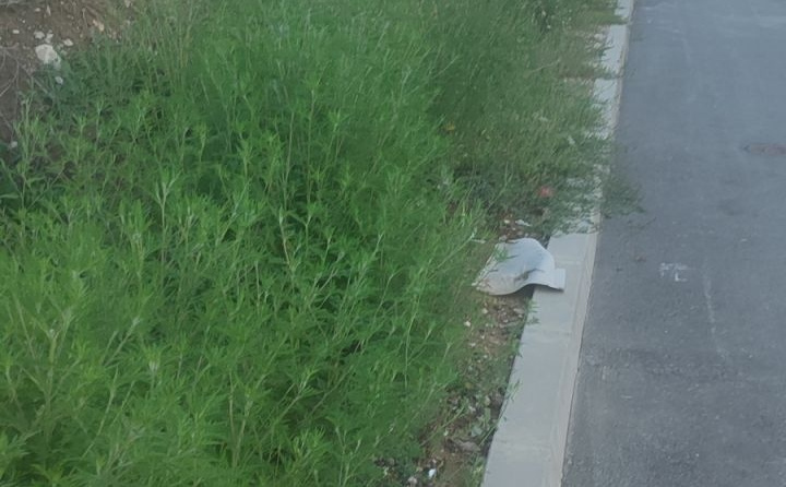 I dalje predstavljaju rizik: Značajan pad koncentracije polena ambrozije u zraku u KS