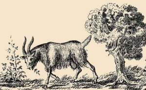 Samo za prave detektive: Koza je izgubila vlasnika, pronađite ga za 10 sekundi