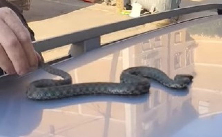 Poznati stručnjak u bh. susjedstvu uhvatio smrdljivu zmiju: "Još kad krene da šišti..."