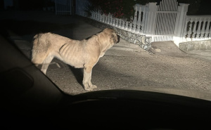 Pas rase kangal viđen u naselju u BiH: Mještani zabrinuti, traže hitnu reakciju