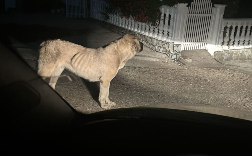 Pas rase kangal viđen u naselju u BiH: Mještani zabrinuti, traže hitnu reakciju