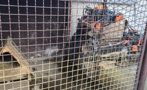 Nastavak akcije "Sambo": Oduzeta dva psa korištena za borbe i novac