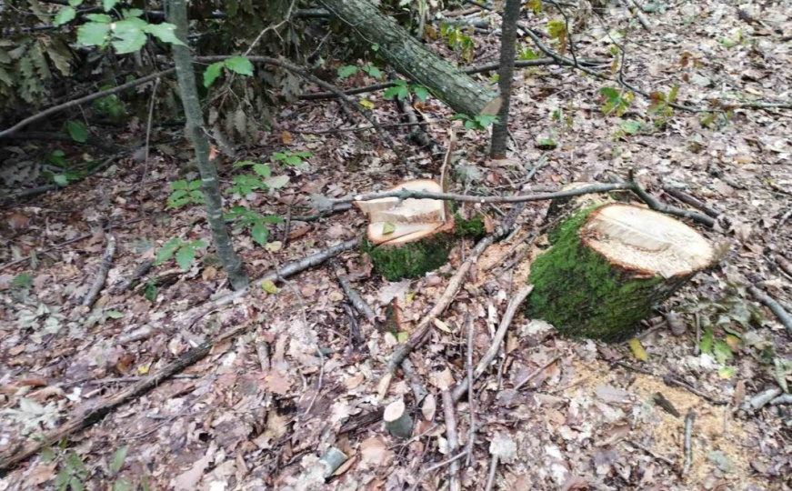 Policijska akcija u Banjoj Luci: Uhapšen zbog sječe 110 stabala, oduzeto teretno vozilo