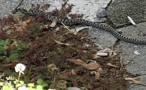 U bh. susjedstvu snimljena zmija u centru grada: "Uopšte ne bi trebala biti ovdje, ako je vidite..."