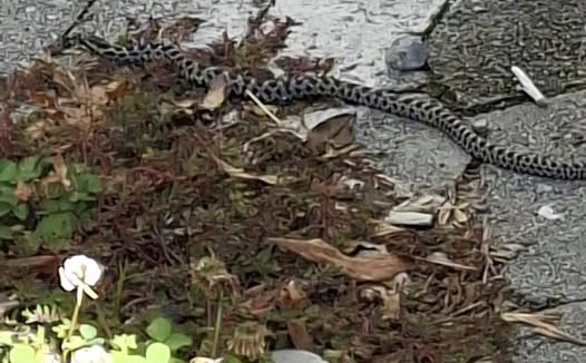 U bh. susjedstvu snimljena zmija u centru grada: "Uopšte ne bi trebala biti ovdje, ako je vidite..."