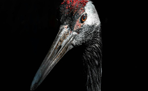 Alarmantan porast ptičje kuge u Njemačkoj: Uginulo hiljade ždralova