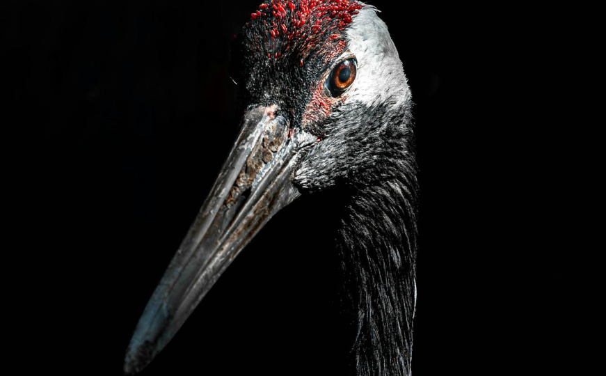 Alarmantan porast ptičje kuge u Njemačkoj: Uginulo hiljade ždralova