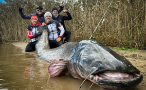 Oboren svjetski rekord: Som dug 292 centimetra ulovljen u Poljskoj