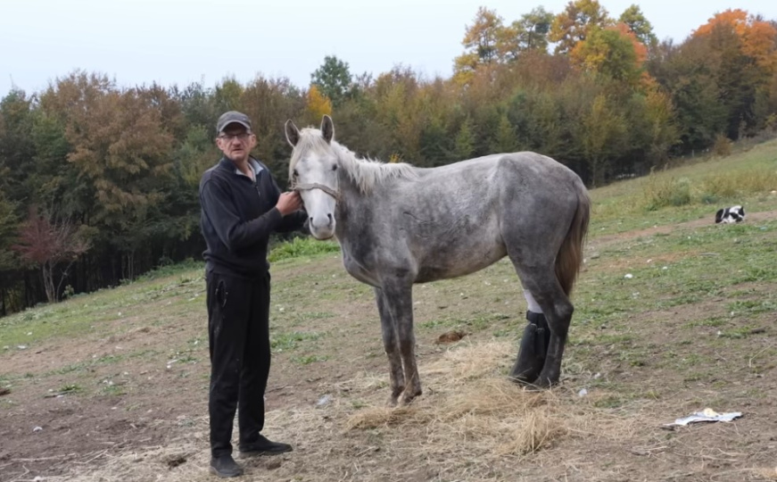 Bio pred klaonicom, a danas hoda: Konj Srećko iz Zenice dobio novu nogu i šansu za život
