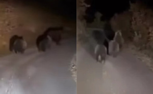 Pogledajte video: Medvjedica i dva medvjedića iznenadili vozača na putu kod Gornjeg Vakufa