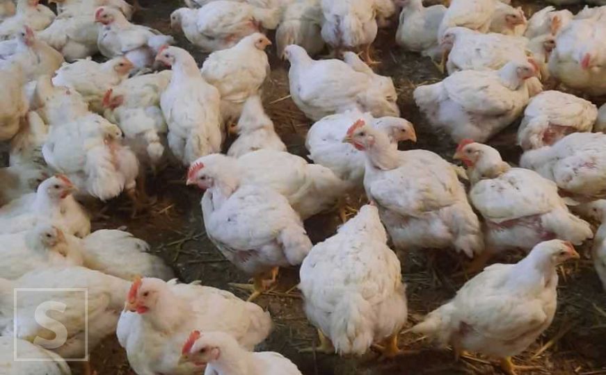 Visoko zarazni virus H5N1 hara Njemačkom: Ubijeno pola miliona ptica i na hiljade komada stoke