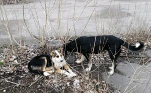 Neobičan prizor: Černobilski psi ostavili sve u šoku, naučnici ne znaju o čemu je riječ