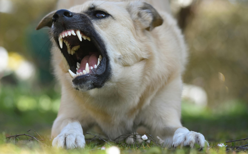 Još jedan napad pasa lutalica u Goraždu: Maloljetno dijete završilo u bolnici s povredama glave