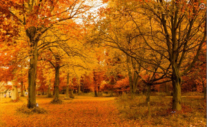 Jesenja mozgalica za one sa oštrim vidom: Da li možete pronaći ove objekte za 40 sekundi?