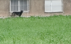 Nakon napada psa lutalice na dijete: Građani Goražda danas izlaze na proteste