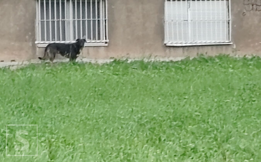 Nakon napada psa lutalice na dijete: Građani Goražda danas izlaze na proteste