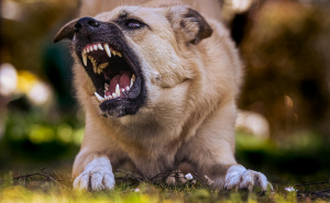 Gradonačelnik Goražda: "Ništa me ne amnestira od odgovornsti da se psi sa ulice odstrane bilo kako"