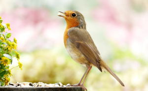 Odličan savjet: Ovako možete pomoći pticama tokom zime