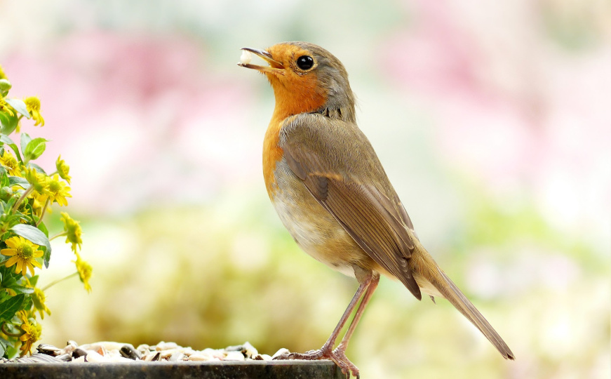 Odličan savjet: Ovako možete pomoći pticama tokom zime